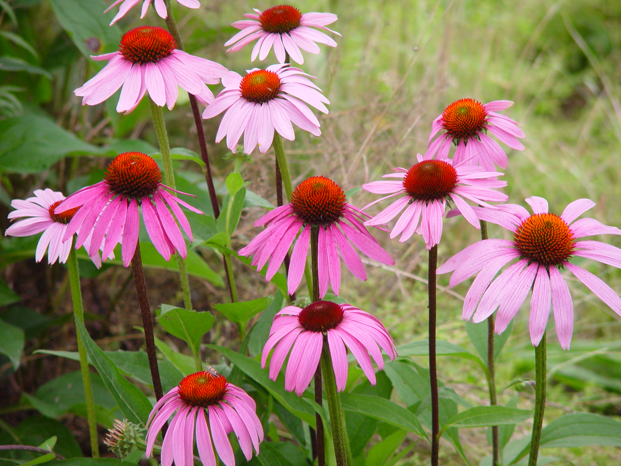 Echinacea purpurea 'Starlight’